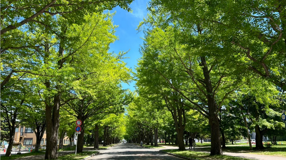 北海道大学　銀杏並木