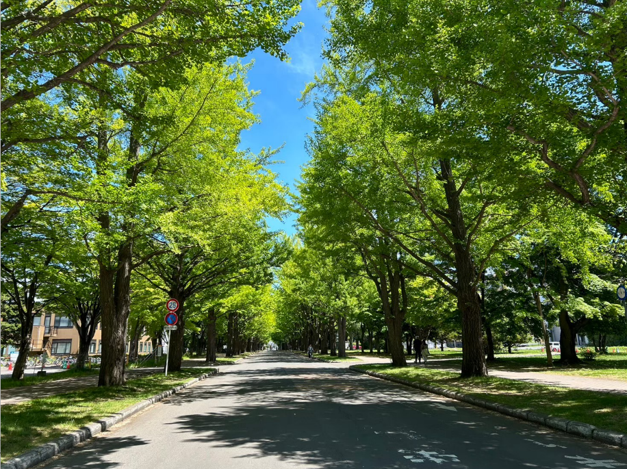 北海道大学　新緑