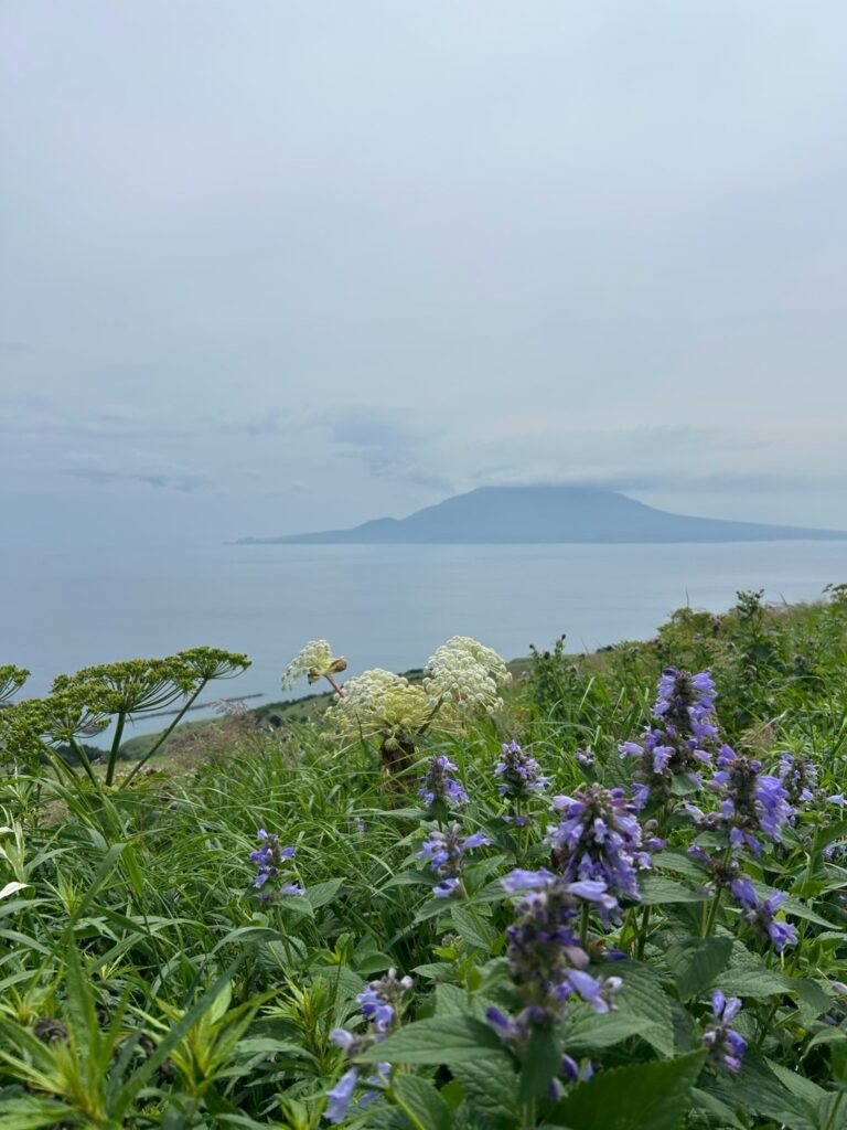 利尻島と高山植物